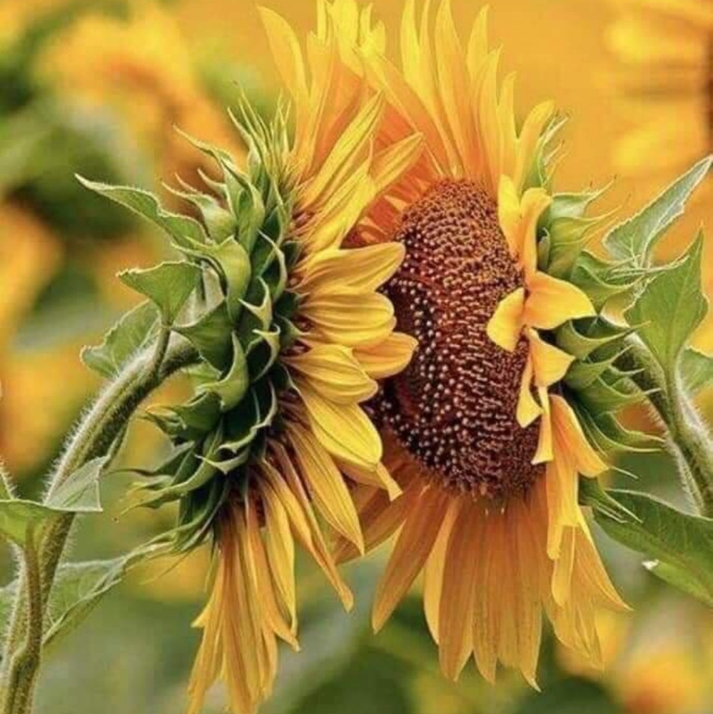 Meet your Posher, Tas